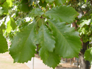 Swamp chestnut oak or Basket oak leaves